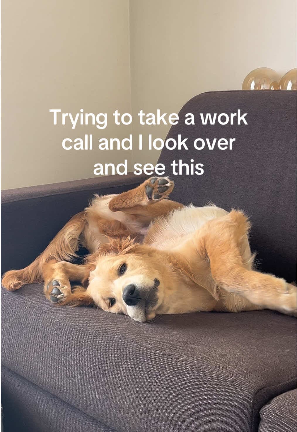 Not at all distracting… #goldenretriever #goldenretrieverpuppy #dogtok #dogsoftiktok #funnydog