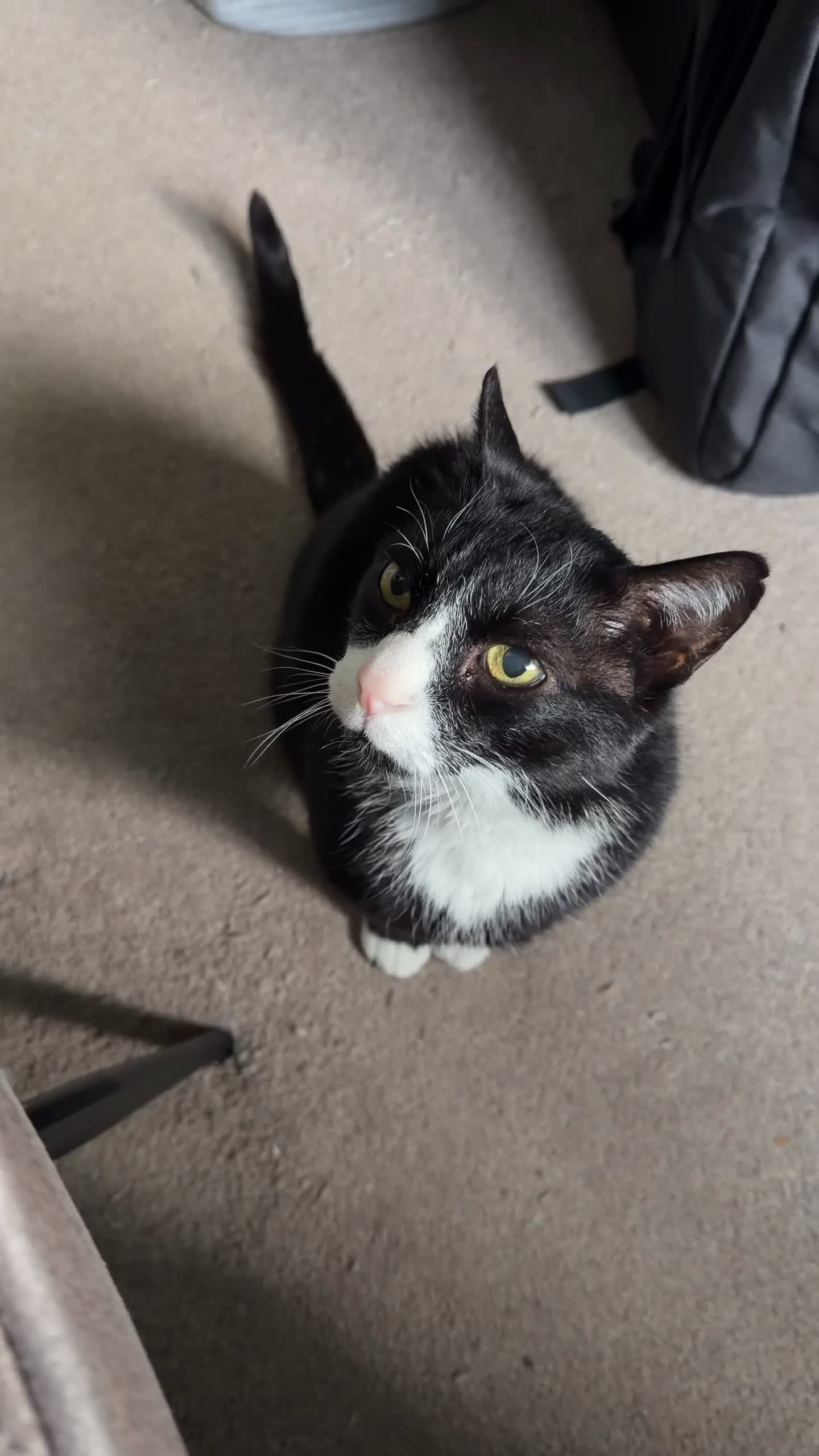 Alarm didn't go off but Arthur did. #wakeup #cattok #meow #funnycats #catlovers