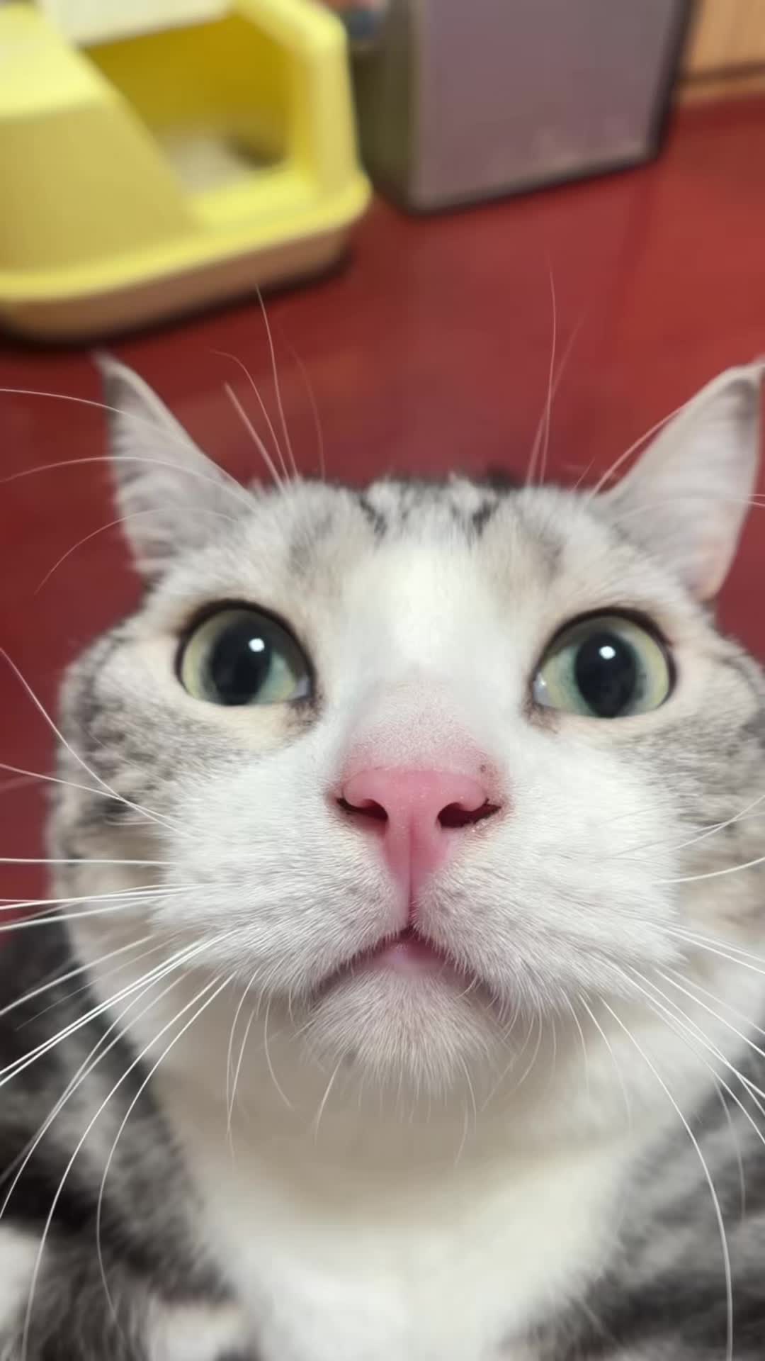 #catsoftiktok