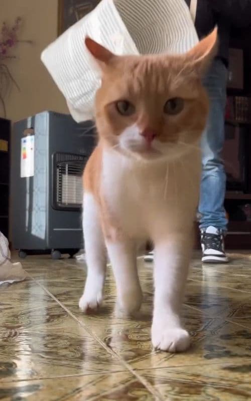 Jean! (Suspense surprise)(878908) (ORTA)