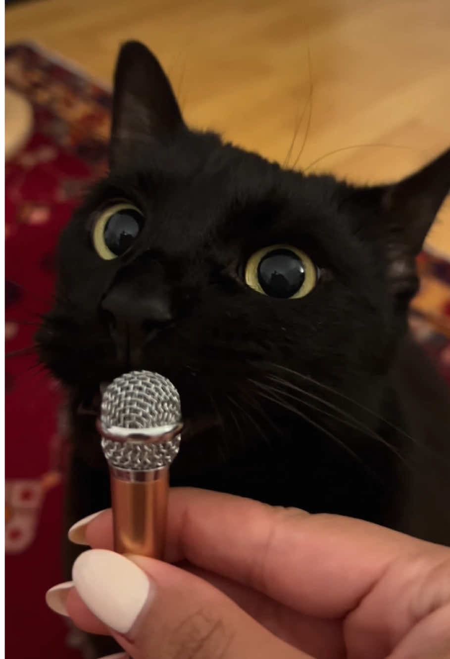 When you have a black cat. #funny #cat #fyp #funnycat #foryou