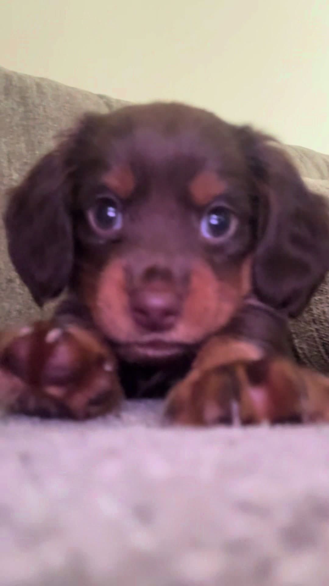 Maximum Cuteness (Portiz Music)