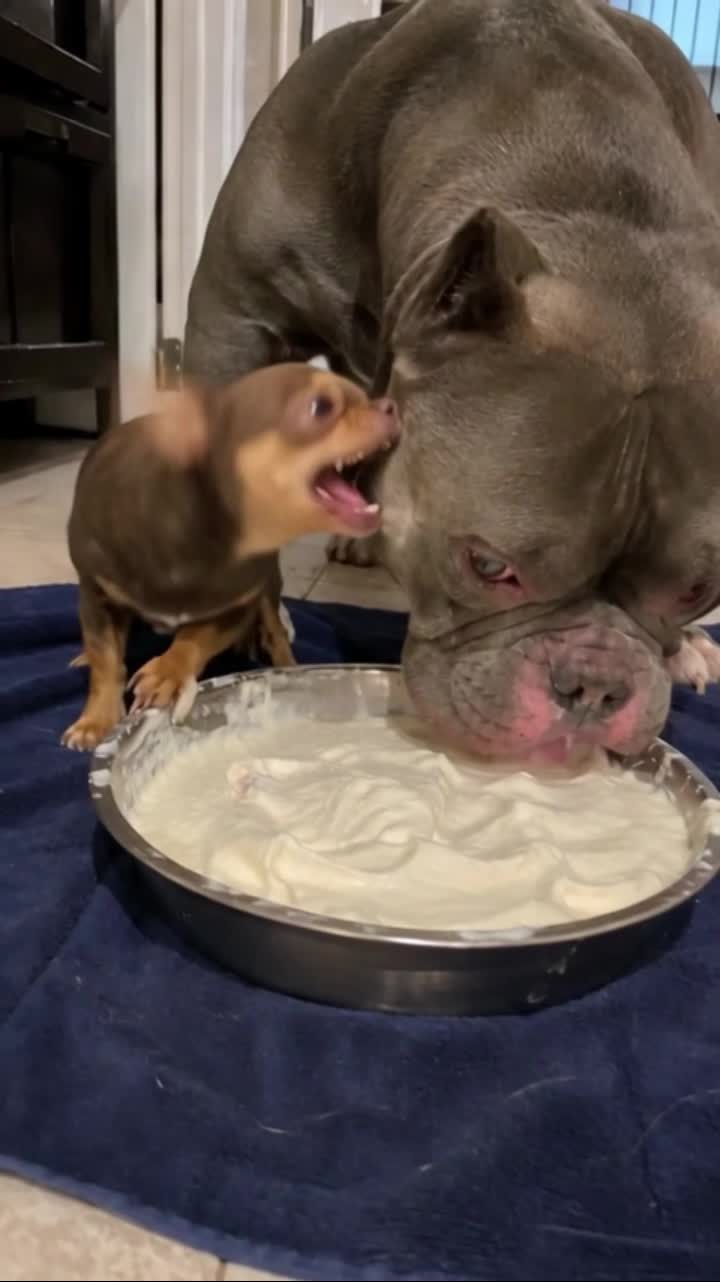 He had a lot to say until... 😭 #chihuahua #americanbully #instantkarma #funnydogs #dogsoftiktok