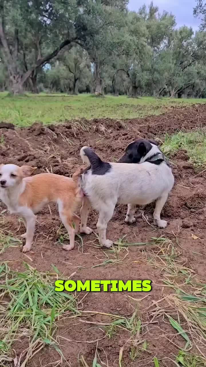 The Untold Secrets of Animal Behavior 🐾#foryou #foryoupage #doglover #dog #dogsoftiktok