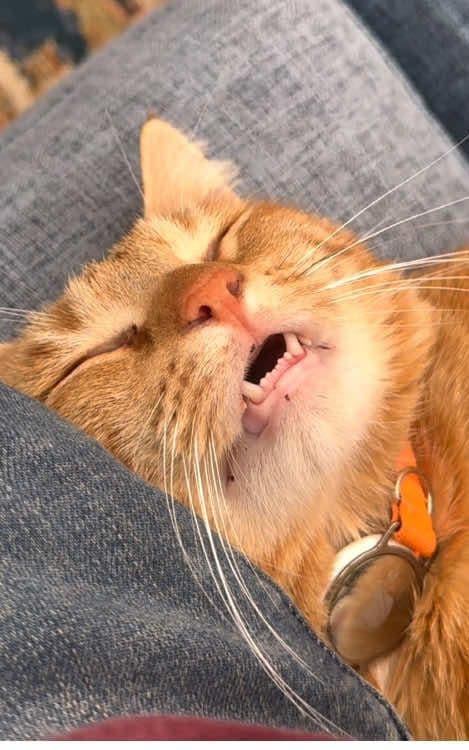 That cat went out to hunt in Antarctica last night. 💤 💤 #funny #kittens #sleep #usa #usa🇺🇸 #catcore #animals #pet