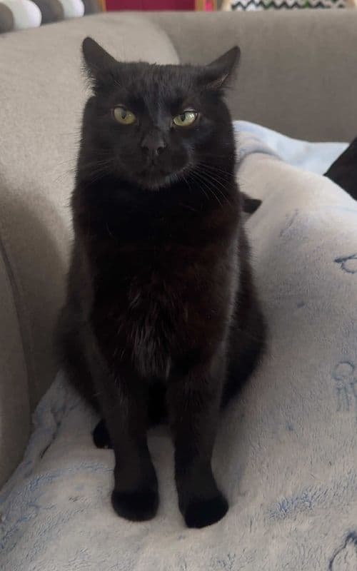 The eye roll 🙄 #harryandarchie #blackcatsoftiktok #funnycatsvideo #kikvikpik #harrythecat