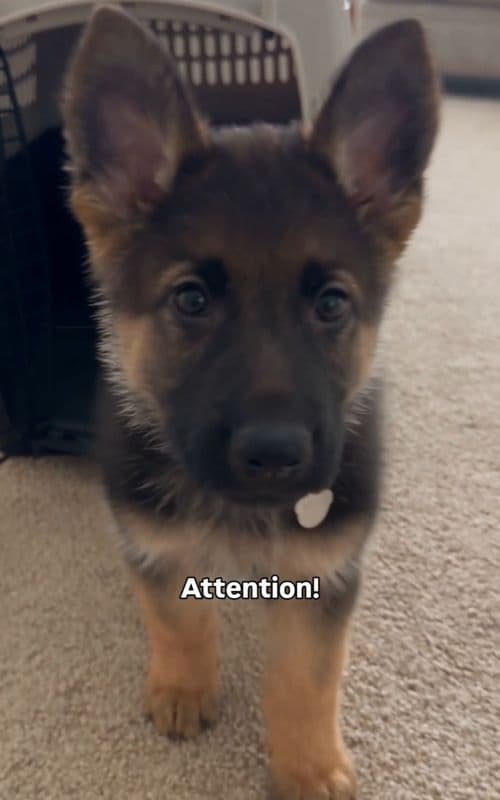 One mistake and he loses… but this smart boy kept passing every challenge 😂🐾 #GermanShepherd #PuppyTraining #SmartPupp