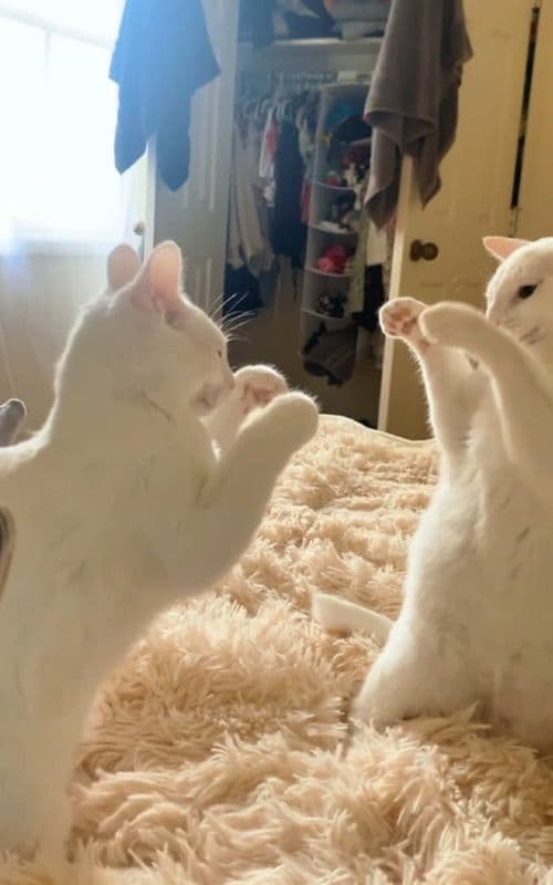 When you have two cats at the same time. #cat #fyp #foryou #funnycat #funnyvideo