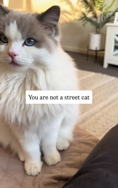 Eevee isn’t a street cat… she’s a privileged floof ball with room service, a personal staff and absolutely no responsibi