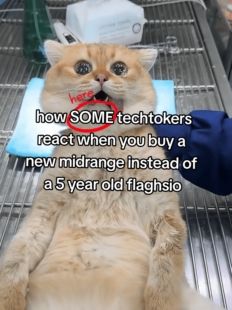 Meme (Morgan Mitchel Minslow)